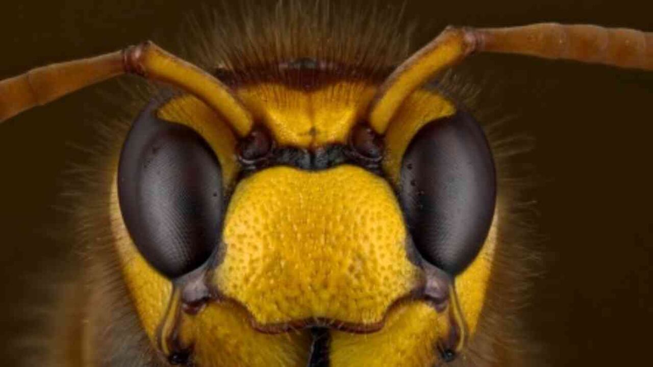 Los abejorros grandes, quienes tienen la capacidad de transportar más carga, son más exigentes con las flores de las que extraen el néctar. Foto: Getty.