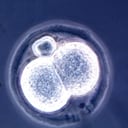 Vista microscópica de un embrión de ratón de dos células, resultado de una técnica de clonación nueva y relativamente simple descubierta por científicos de la Universidad de Hawaii en julio de 1998. Los científicos han creado docenas de ratones clonados, lo que marca la primera clonación documentada de mamíferos adultos desde que los investigadores Escocia anunció el nacimiento de Dolly The Sheep el año pasado. (Foto de Getty Images)