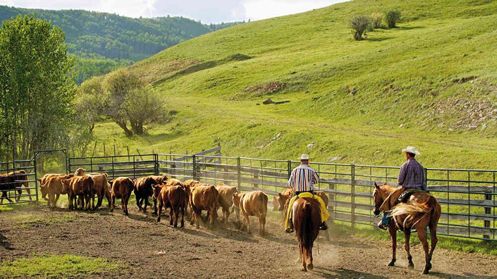 Alrededor de 68.000 familias canadienses dedican su vida a esta labor con más de 300 años de historia en el país.