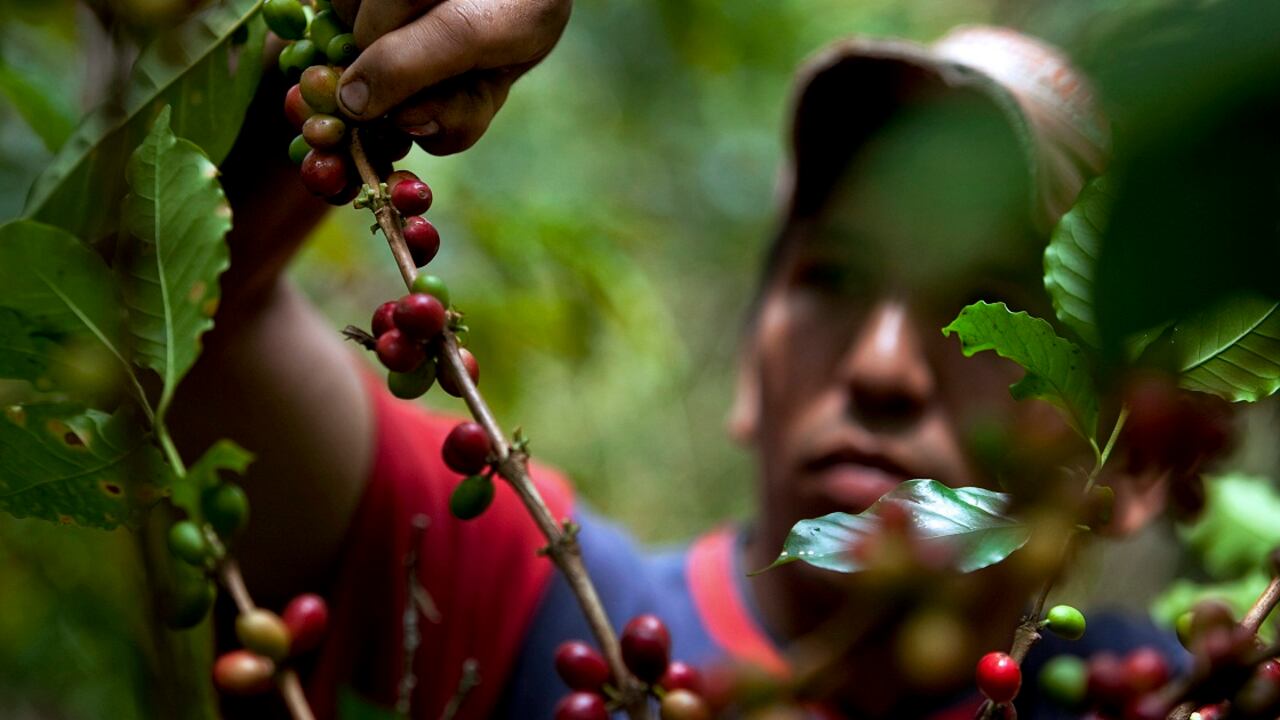 En 2014 las exportaciones de café representaron el 5,3% de las exportaciones totales nacionales.