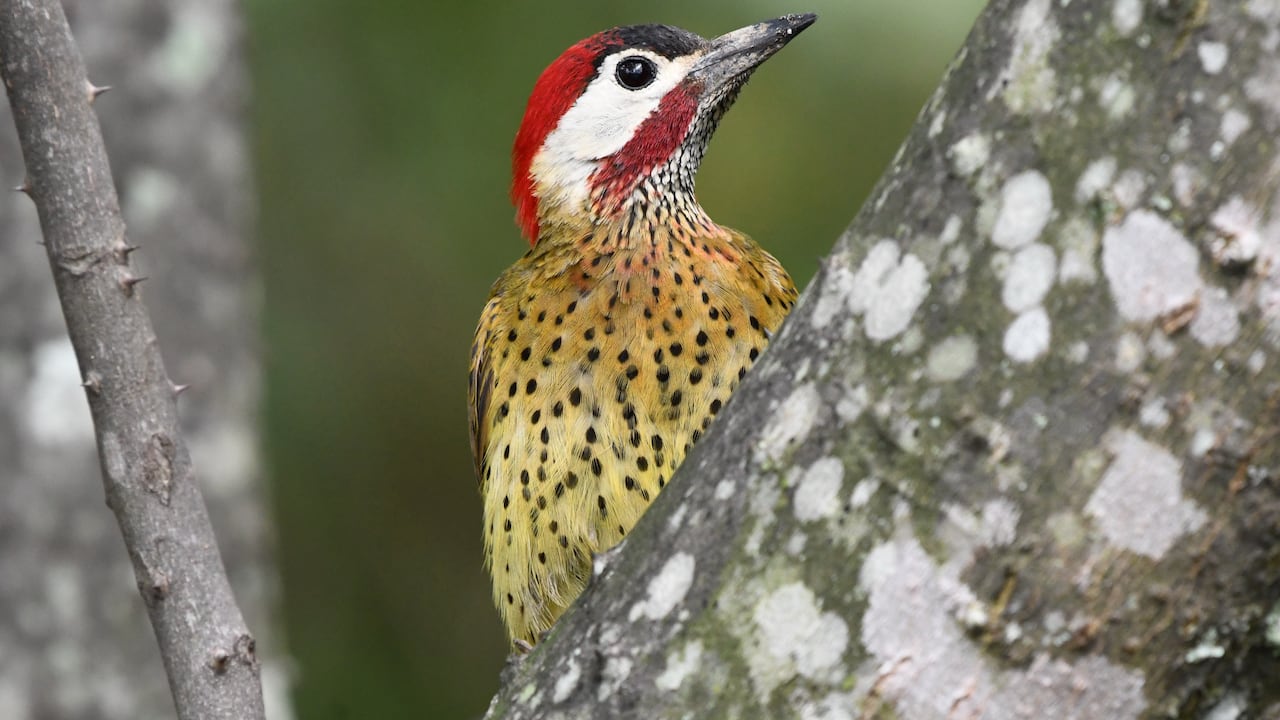 Esta región cuenta con bosques nativos, secos, subandinos, páramos, nevados y reservar naturales, indispensables para la conservación de la biodiversidad.