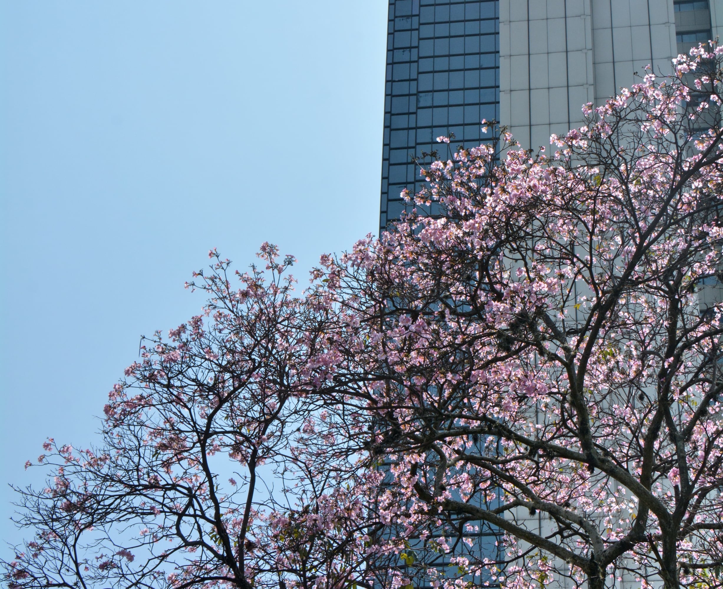 Guayacanes caleños florecidos.