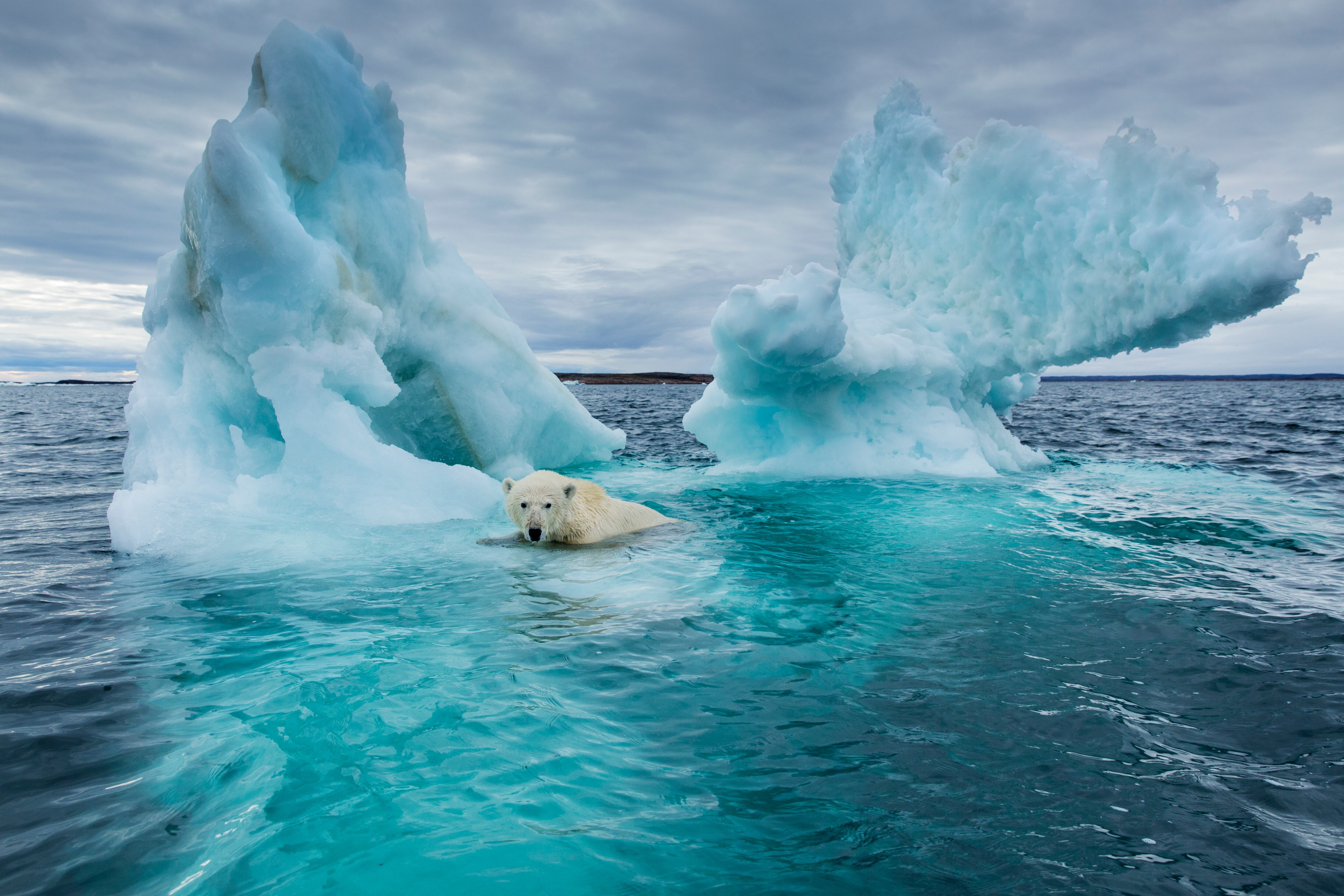 Canadá, Territorio de Nunavut, Repulse Bay, el oso polar (Ursus maritimus) nadando junto al derretimiento del iceberg cerca del Círculo Polar Ártico en la Bahía de Hudson