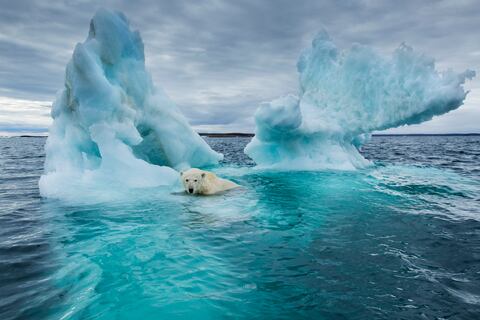 Canadá, Territorio de Nunavut, Repulse Bay, el oso polar (Ursus maritimus) nadando junto al derretimiento del iceberg cerca del Círculo Polar Ártico en la Bahía de Hudson