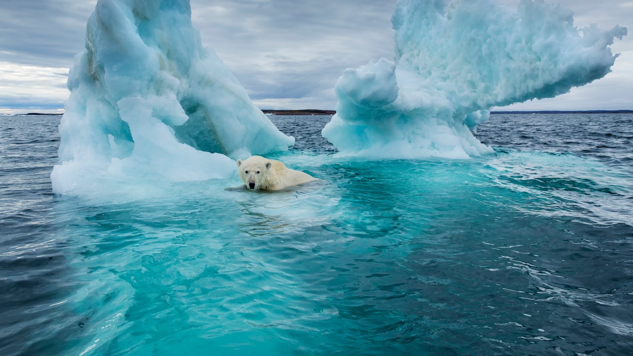 El ártico sufre las consecuencias del calentamiento Global