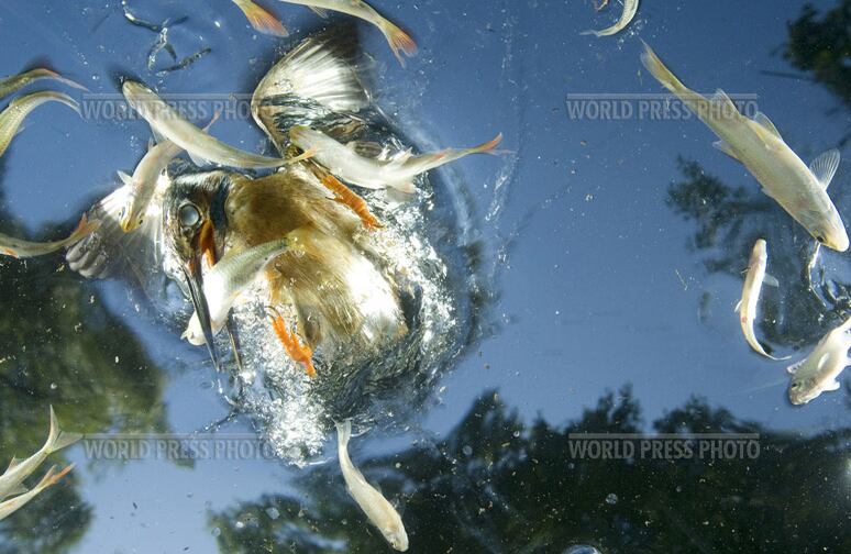 Martín pescador cazando