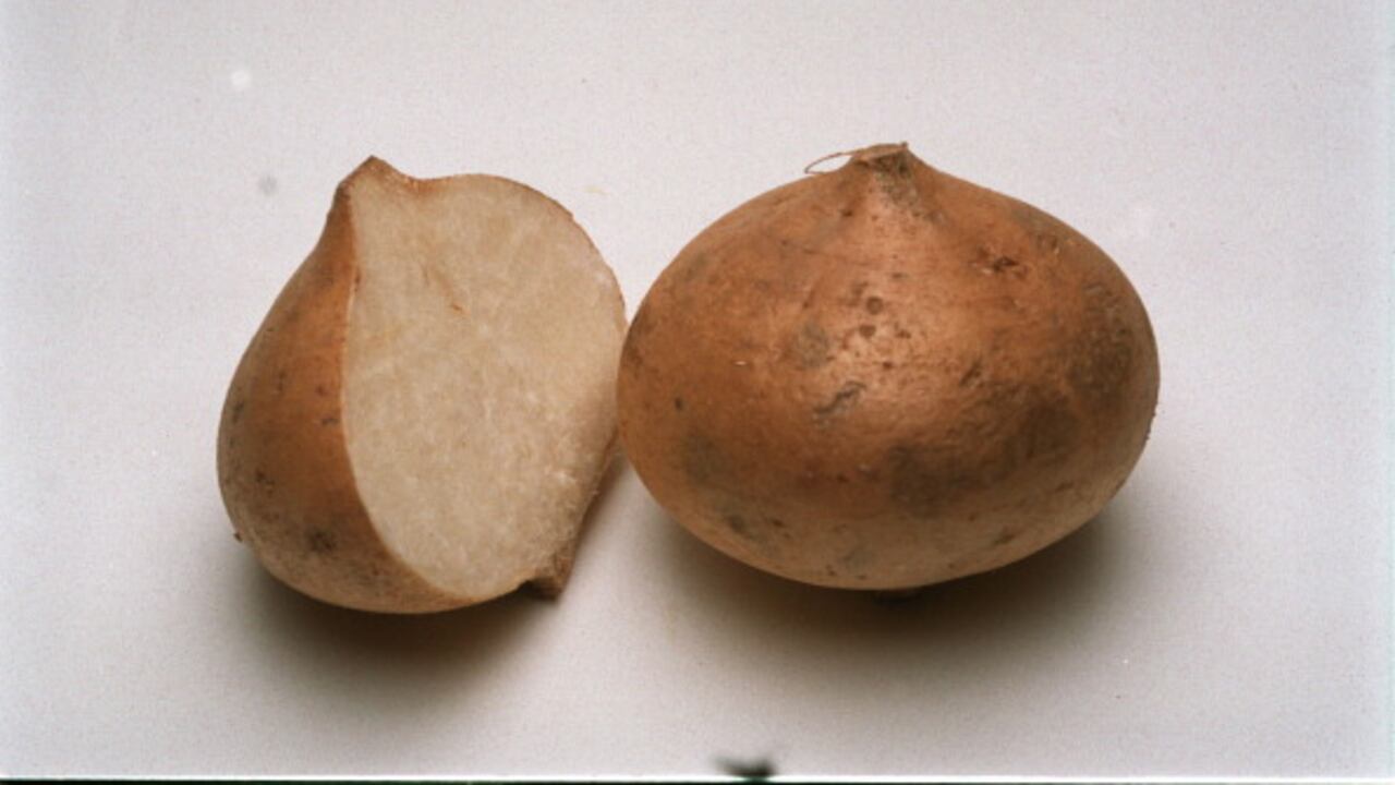 La jícama es rica en vitamina C, calcio, fósforo, potasio, hierro, así como trazas de proteína y de lípidos.