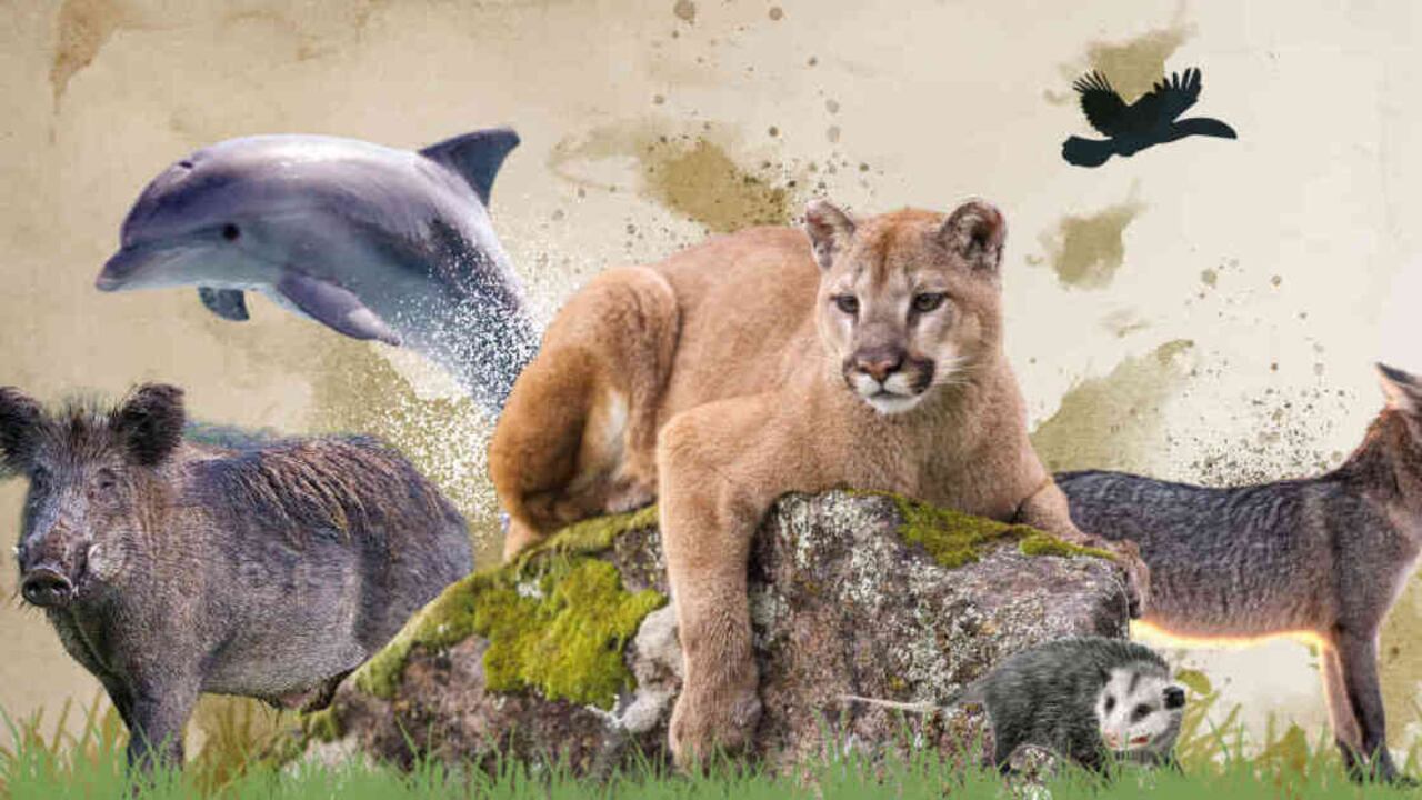 La naturaleza reclama su espacio en el planeta Foto: ISTOCK