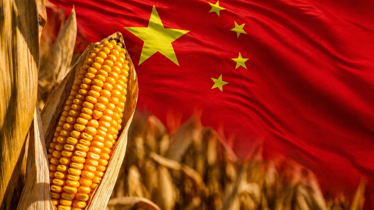 El maíz es ampliamente utilizado en diversas industrias, desde la alimentaria hasta la farmacéutica.