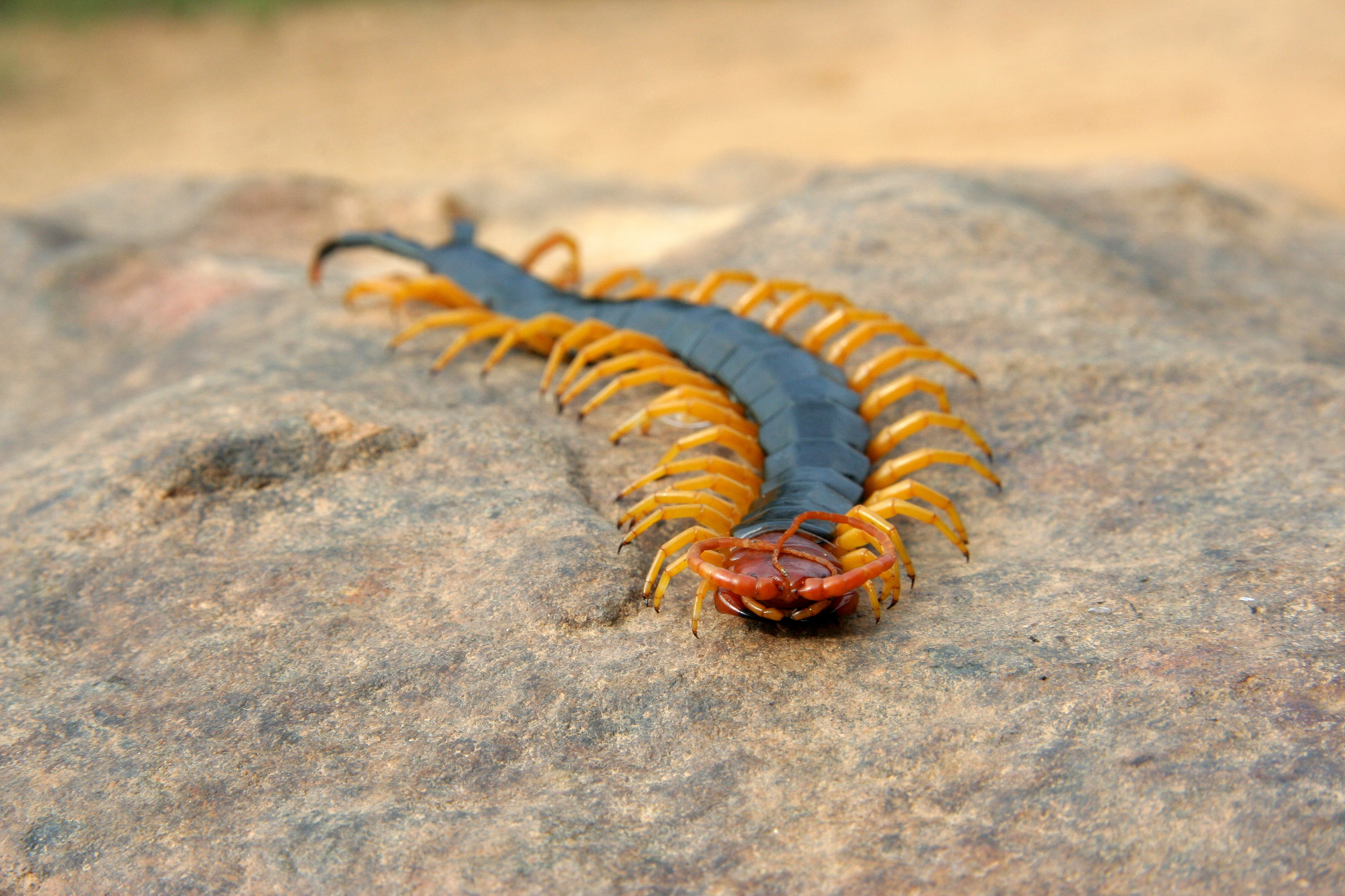 Ciempiés gigante de cabeza roja