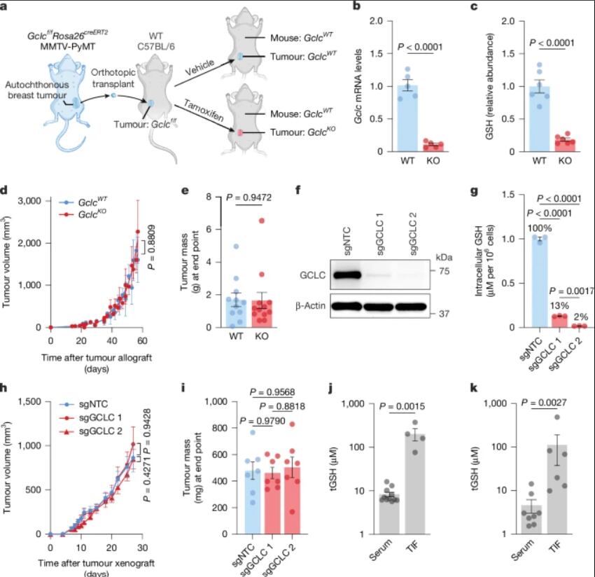 Expertos plantean que bloquear el uso de este antioxidante podría ser clave en futuros tratamientos.
