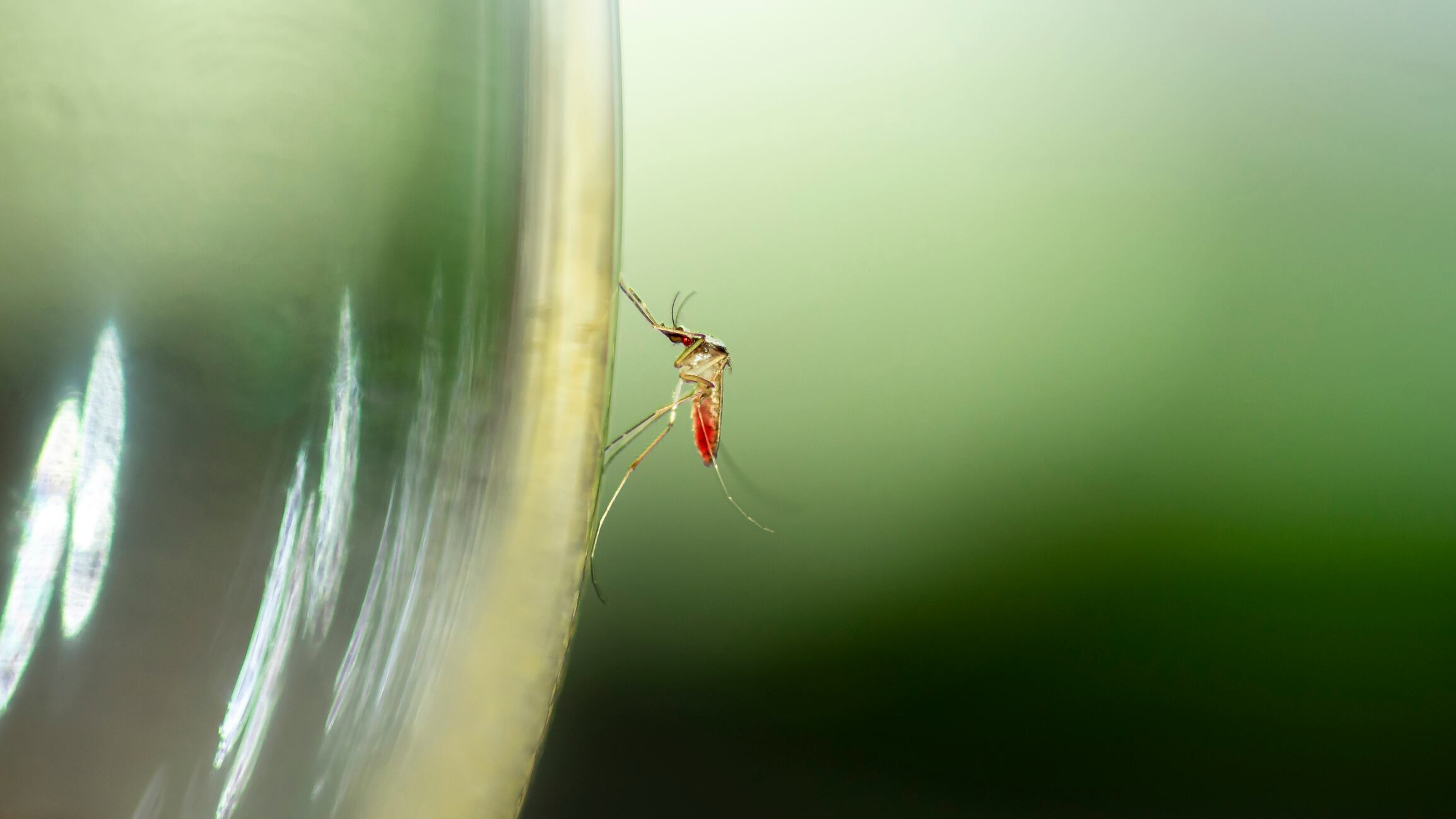 Los mosquitos son los principales transmisores del dengue.