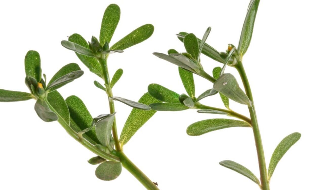 La verdolaga es una verdura poco conocida en el mundo pero con grandes beneficios