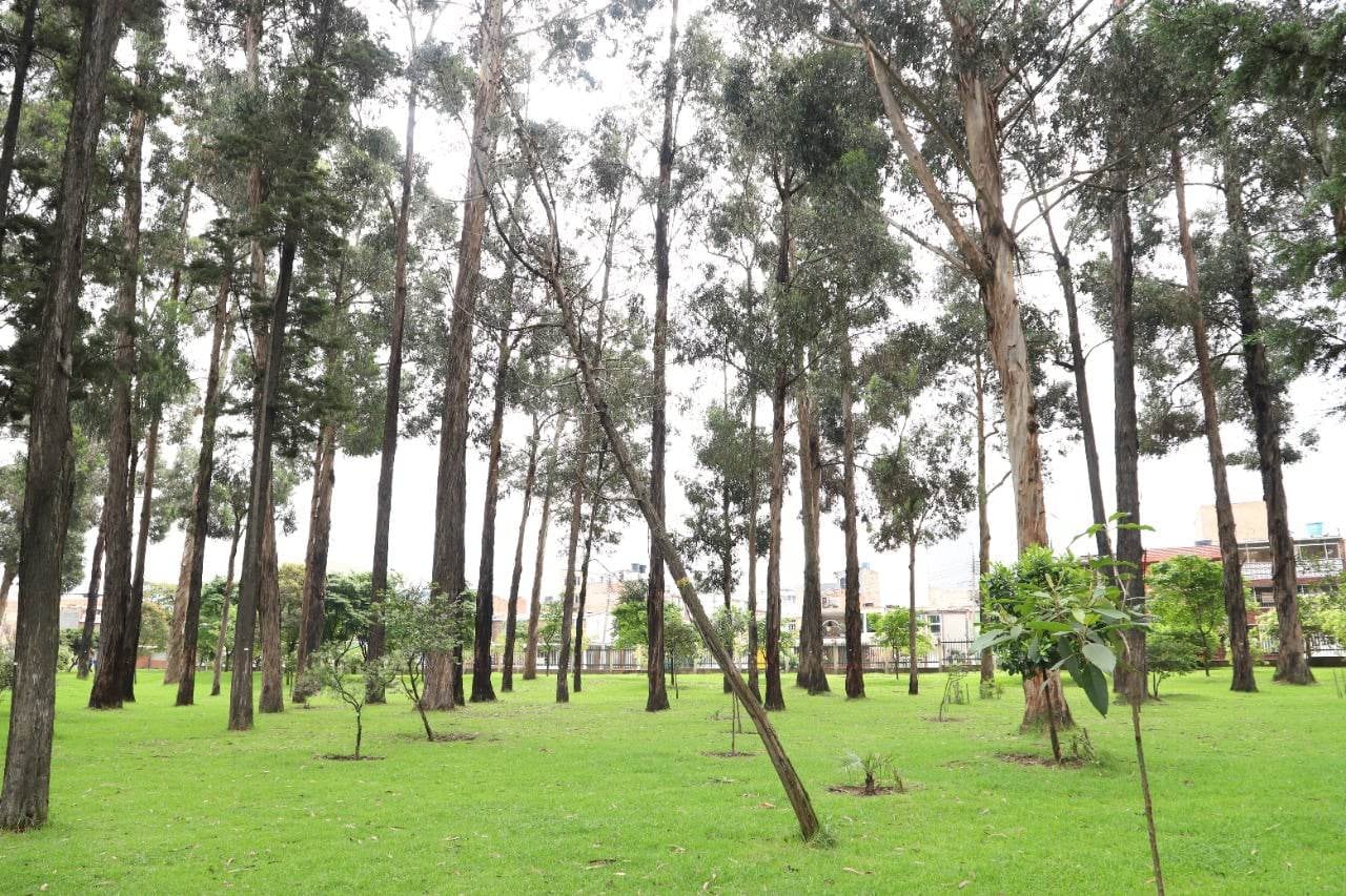 Estos 33 árboles deben ser intervenidos debido a las deficientes condiciones físicas y sanitarias, varias de las especies son susceptibles a volcamiento o desgarre de ramas y ponen en riesgo a la comunidad, más en esta época de lluvias y fuertes vientos.