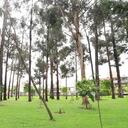 Estos 33 árboles deben ser intervenidos debido a las deficientes condiciones físicas y sanitarias, varias de las especies son susceptibles a volcamiento o desgarre de ramas y ponen en riesgo a la comunidad, más en esta época de lluvias y fuertes vientos.