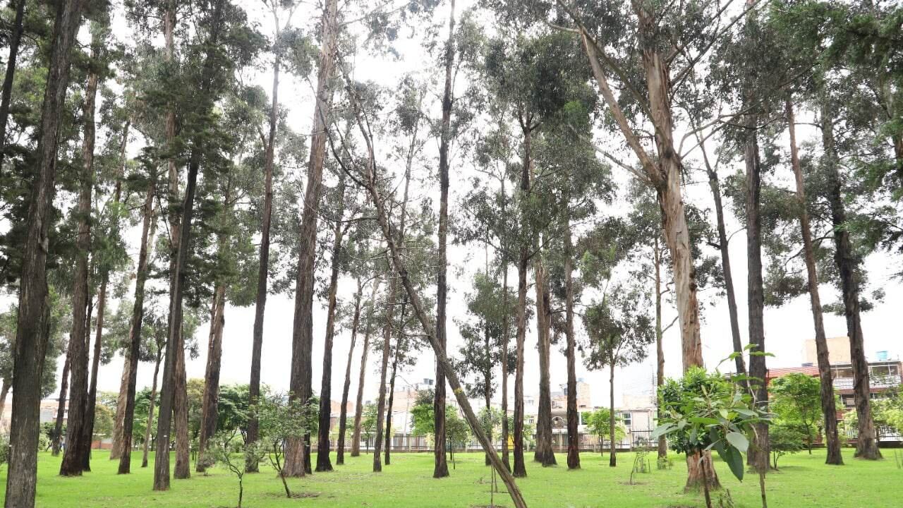 Estos 33 árboles deben ser intervenidos debido a las deficientes condiciones físicas y sanitarias, varias de las especies son susceptibles a volcamiento o desgarre de ramas y ponen en riesgo a la comunidad, más en esta época de lluvias y fuertes vientos.