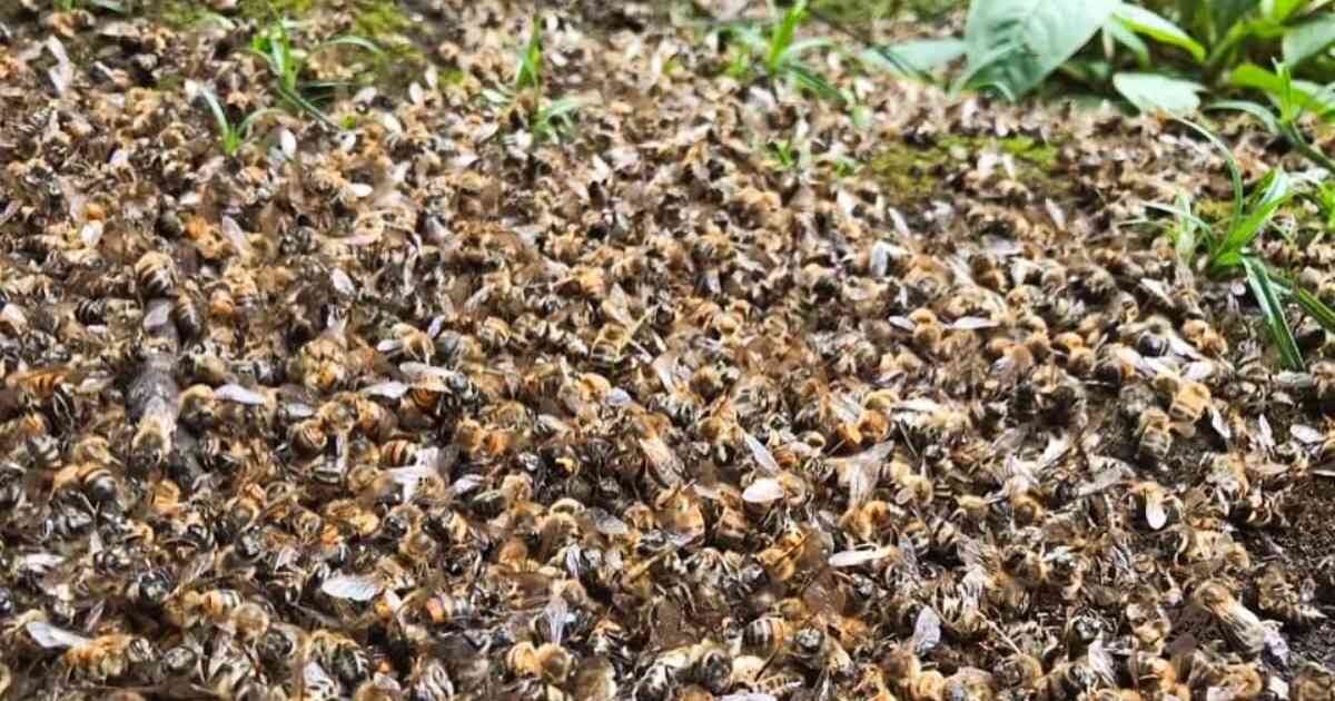 En total fueron 18 colmenas las afectadas en un apiario ubicado en Nuevo Colón, Boyacá. Foto: Tomada de Facebook de SumeRed - Colombia hoy 