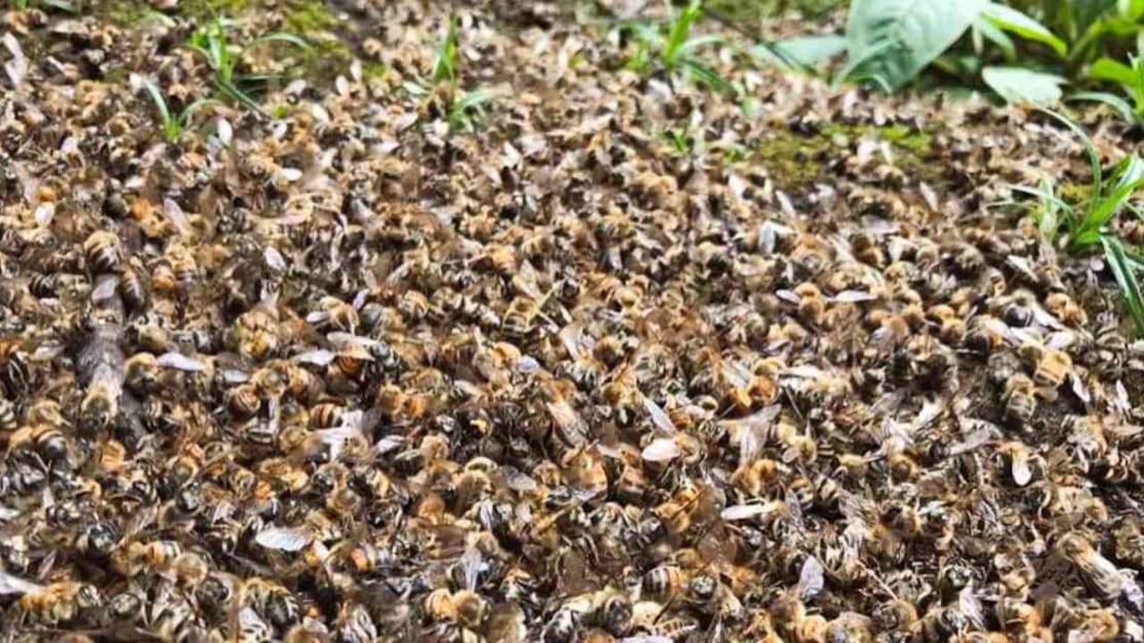 En total fueron 18 colmenas las afectadas en un apiario ubicado en Nuevo Colón, Boyacá. Foto: Tomada de Facebook de SumeRed - Colombia hoy