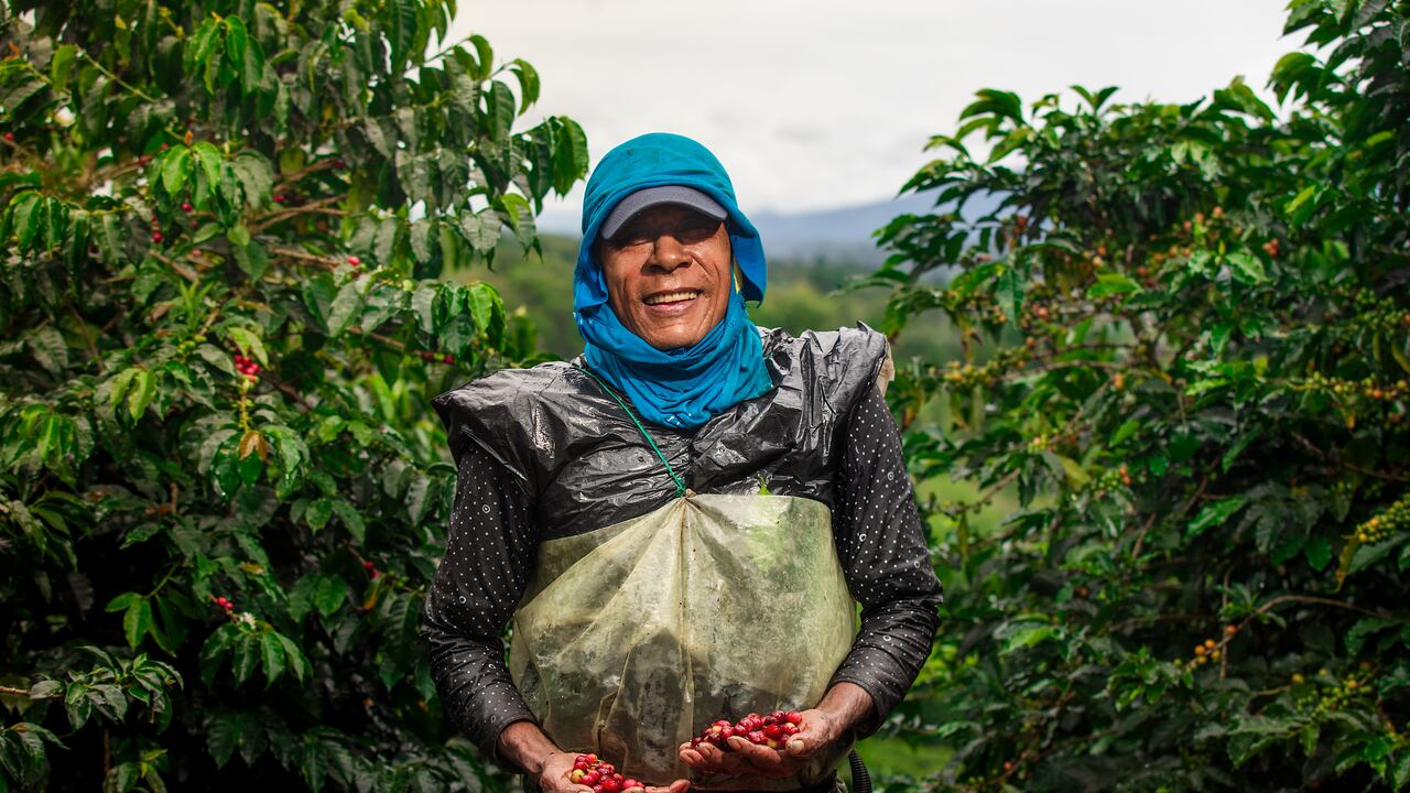 Más de 549.000 familias cafeteras en Colombia producen más de 10,6 millones de sacos de café anualmente