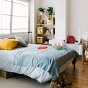 Algunas plantas es recomendable ponerlas en las habitaciones para atraer dinero y eliminar malas energías.