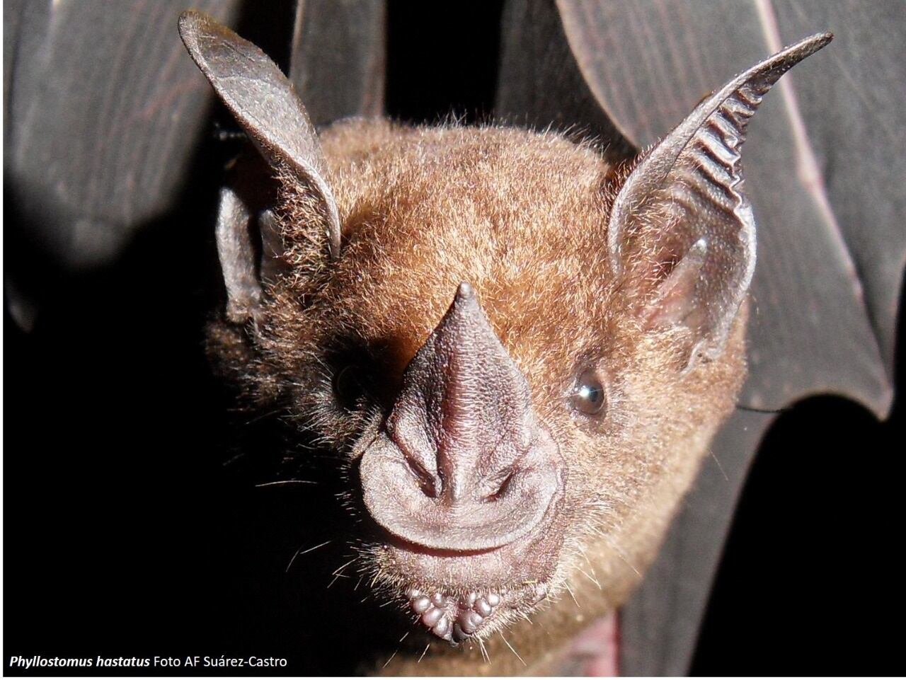 Para los investigadores, el esfuerzo de muestreo de mamíferos por año y década en Colombia no ha sido constante.