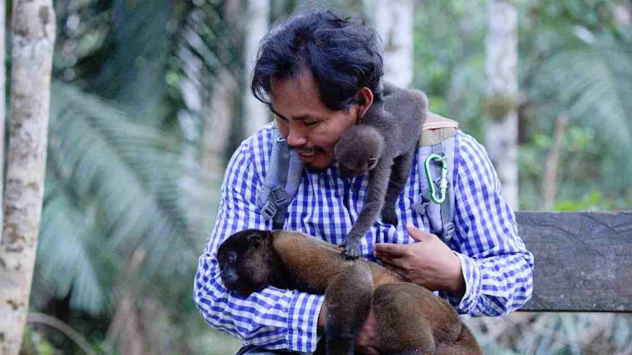 Las crías de los monos cazados son utilizadas, principalmente, para comercializarlas como mascotas. Foto: Raúl Arboleda / AFP.