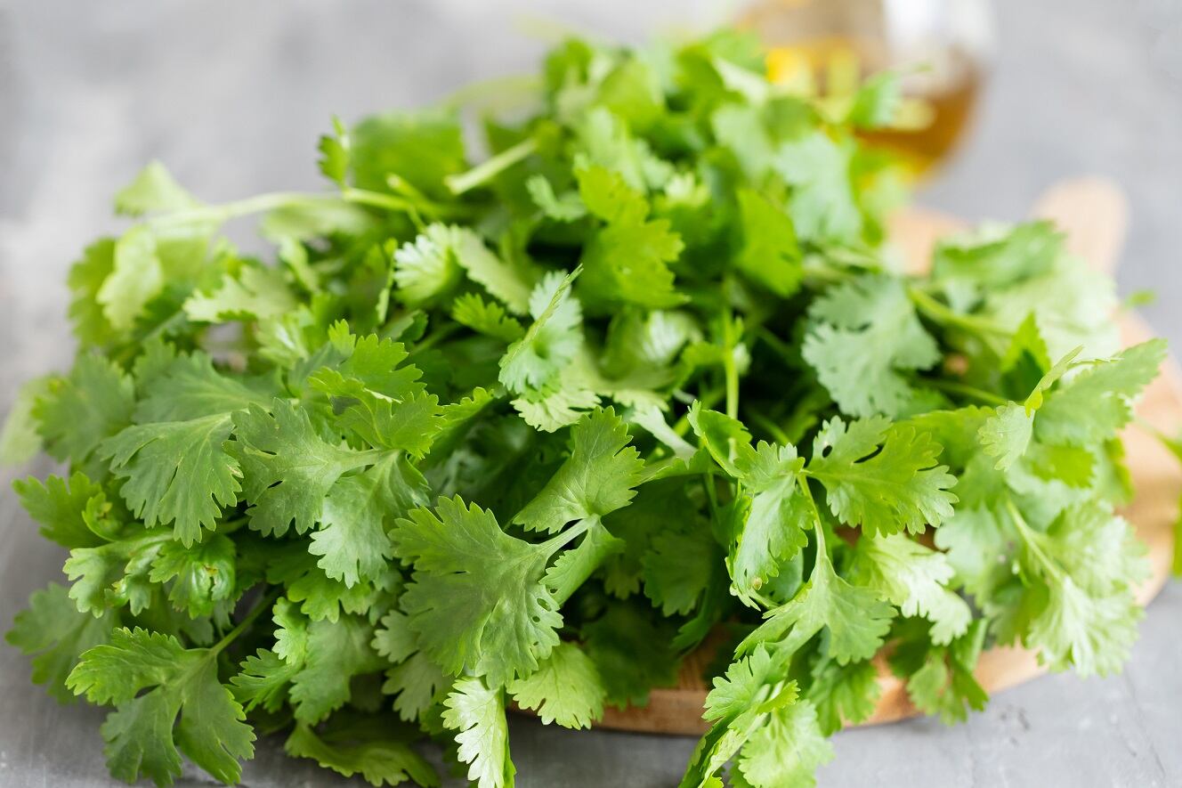 Cilantro