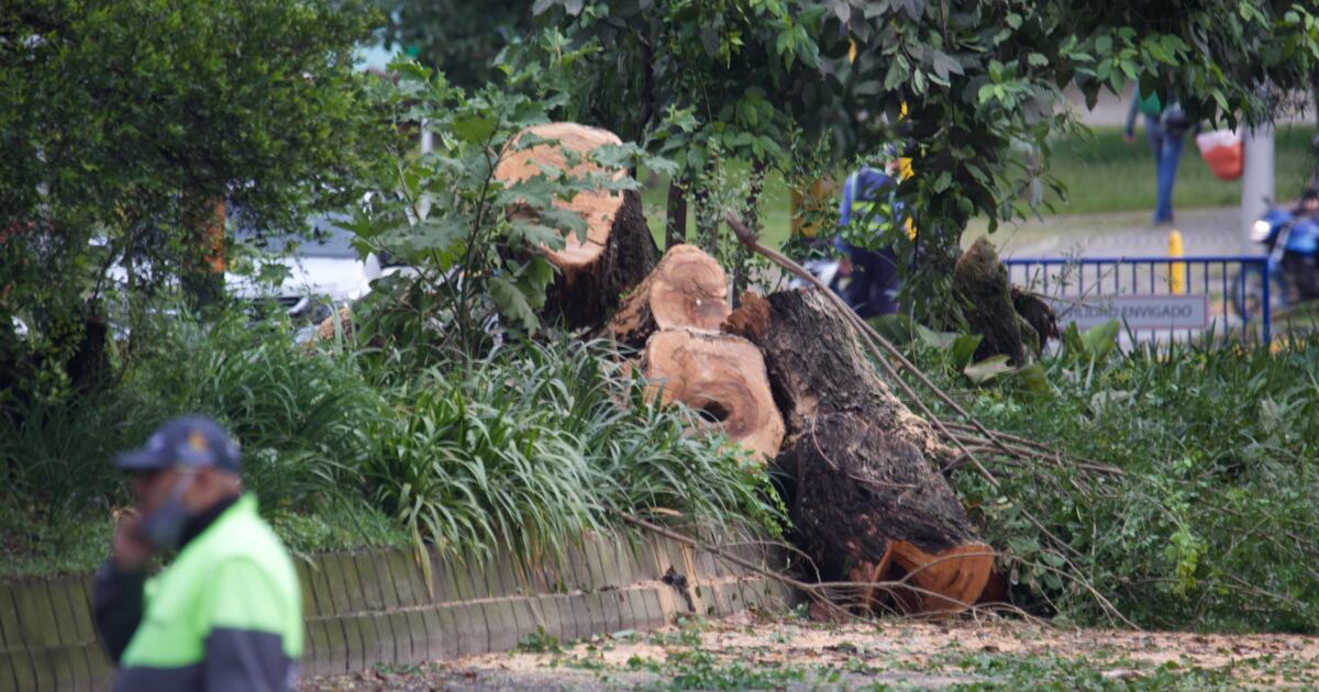 Tala de árboles en Envigado.