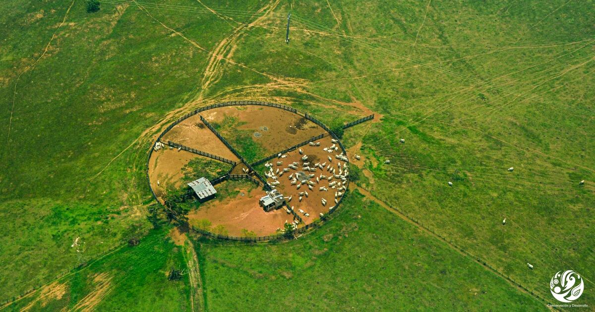 Los suelos de la Amazonia no tienen vocación ganadera.
