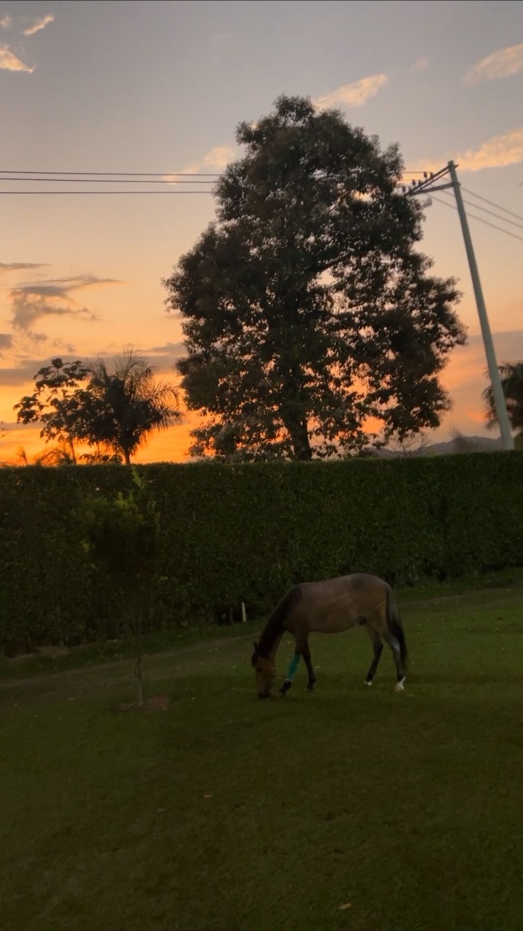 Valentino logró una recuperación del 80% de su pata. Foto: Instagram @jhonnyrivera.