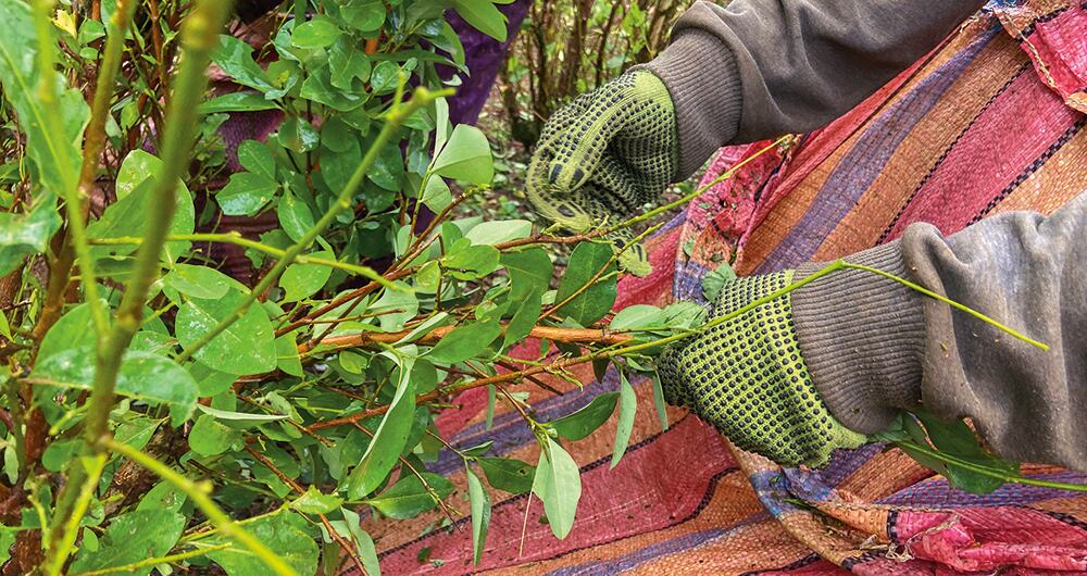 La comunidad acepta a los militares mientras dejen trabajar a los raspachines.