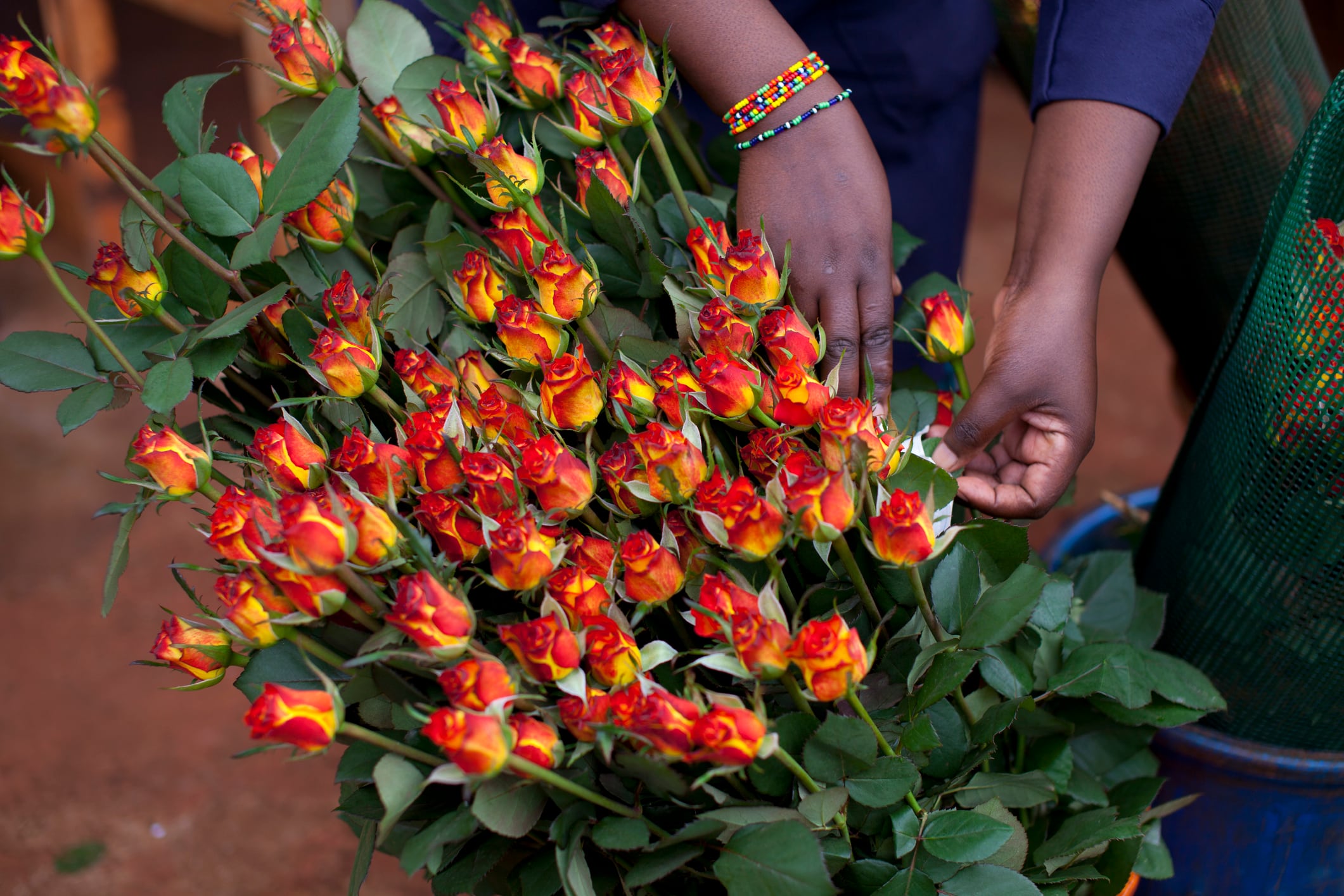 Miami, Londres y Madrid son los principales mercados del mundo por donde se transportan las flores colombianas.