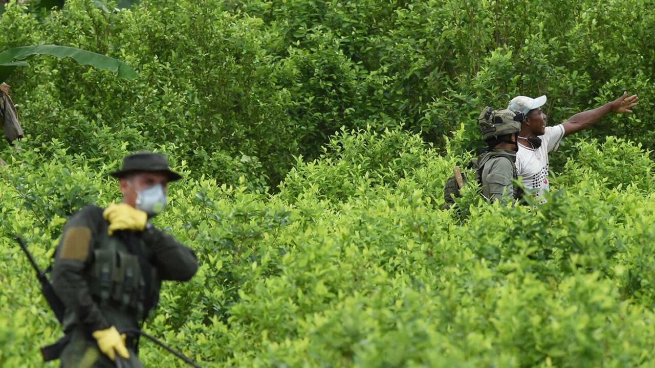 Los grupos armados al marguen de la ley explotan a los campesinos que siembran la hoja de coca.
