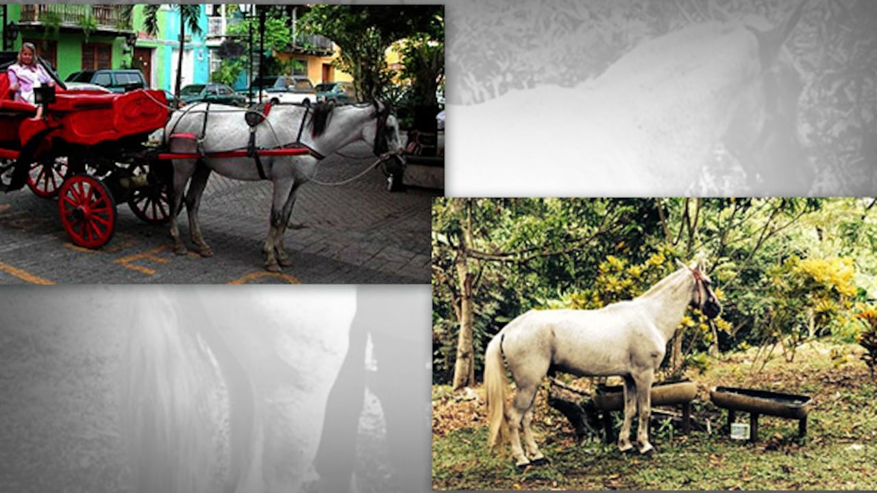 Al cochero que llevaba a 'Luchador', Lácidez Bastidas, le fue impuesto un comparendo.