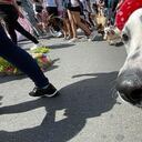 Cerca de 7.500 animales llegaron junto a sus duelos para participar de la Caminata Canina y de Mascotas Tierragro 2022.