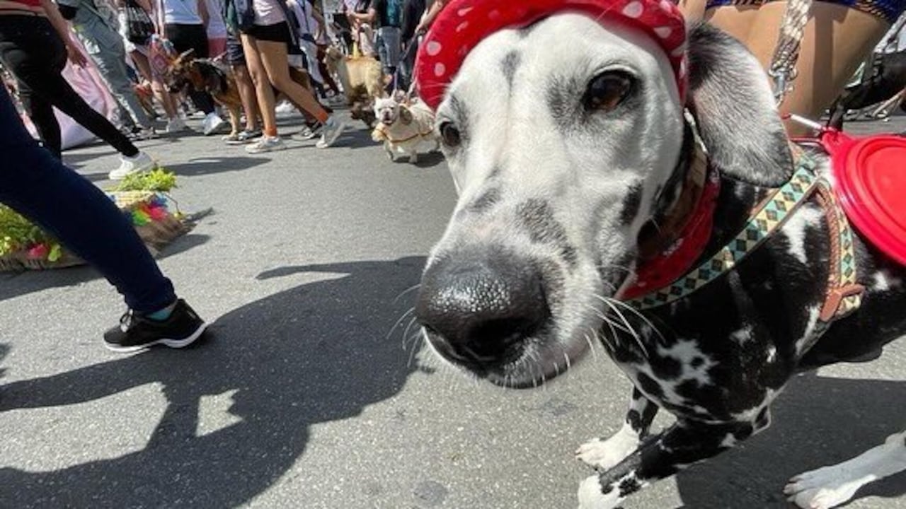 Cerca de 7.500 animales llegaron junto a sus duelos para participar de la Caminata Canina y de Mascotas Tierragro 2022.