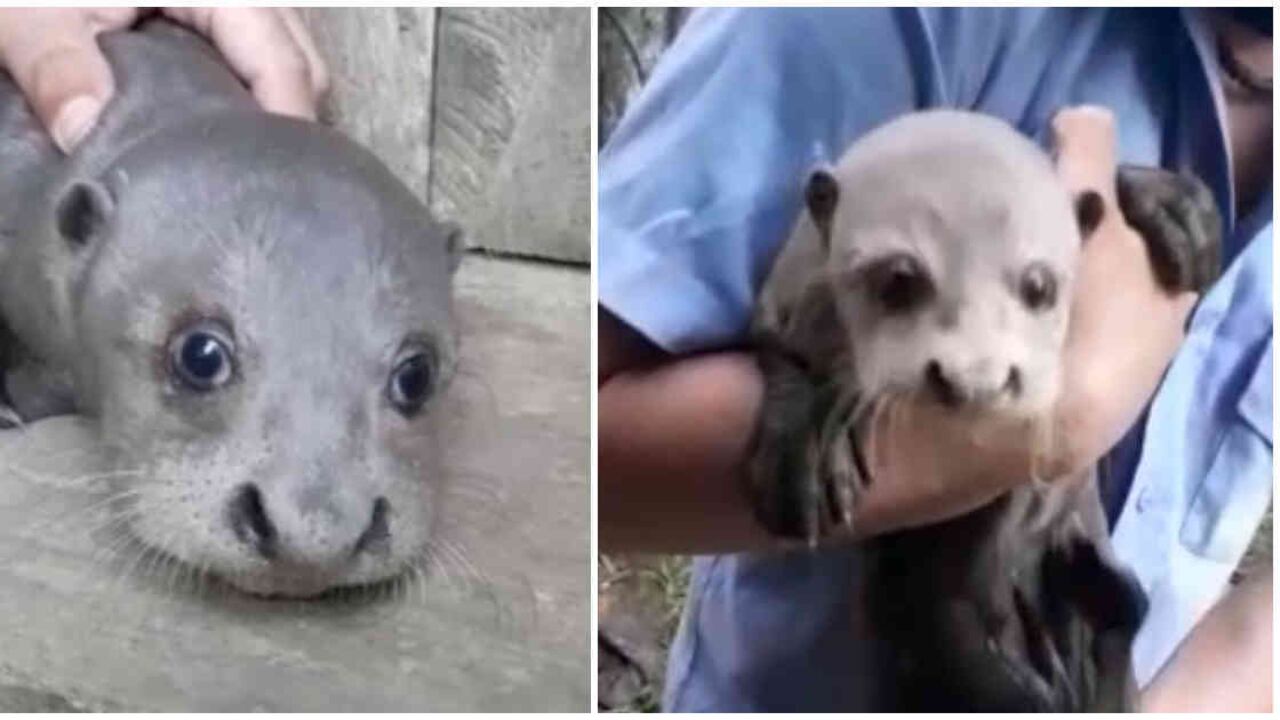 Gracias a la oportuna intervención de una familia indígena Tikuna y los guardaparques, la nutria pudo ser salvada y ahora se encuentra en recuperación. Fotos: Tomadas de video de Parques Nacionales Naturales.