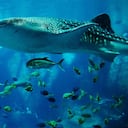 Los tiburones ballena pueden llegar a medir hasta 18 metros de longitud. Foto: Jimmy Dominico / Pixabay.