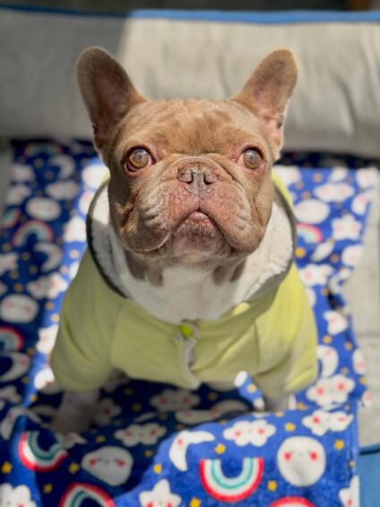 Yogui, el perrito que fue abandonado con triste mensaje.