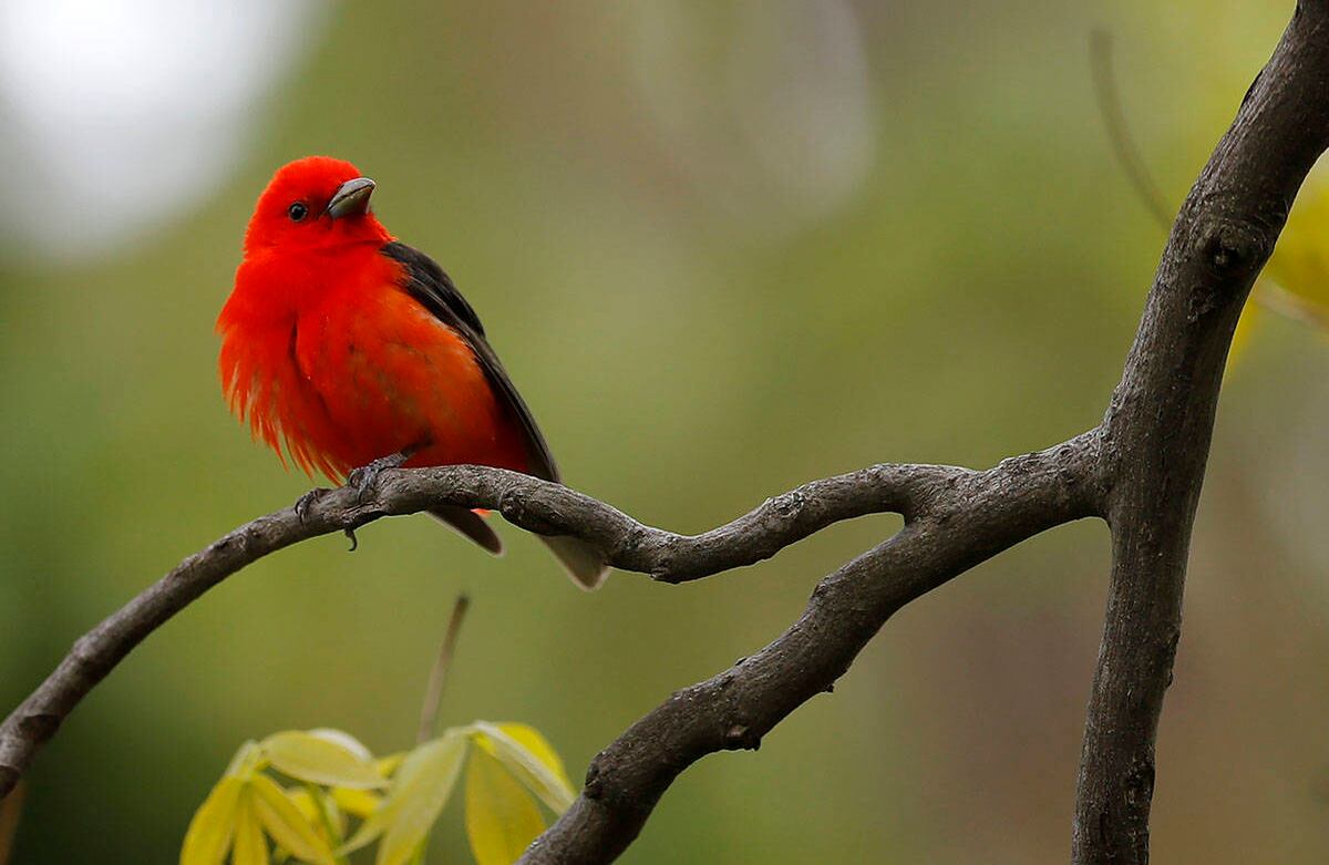 Un tanager escarlata macho se ve en un árbol en el Día Mundial de las Aves Migratorias, el sábado 9 de mayo de 2020, en Lutherville-Timonium, Maryland (AP Photo / Julio Cortez)