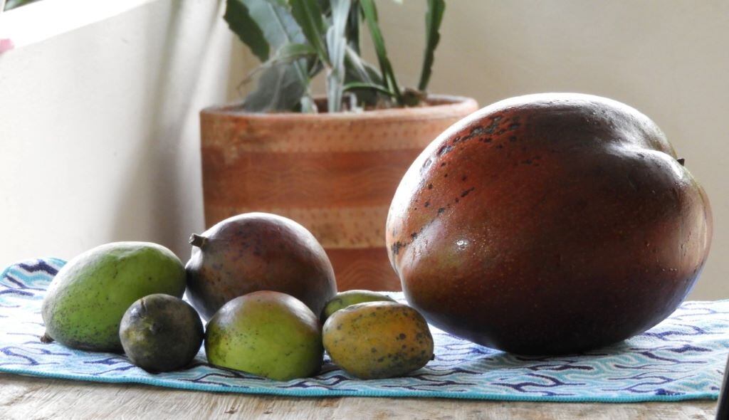 Mango colombiano Récord Guinness