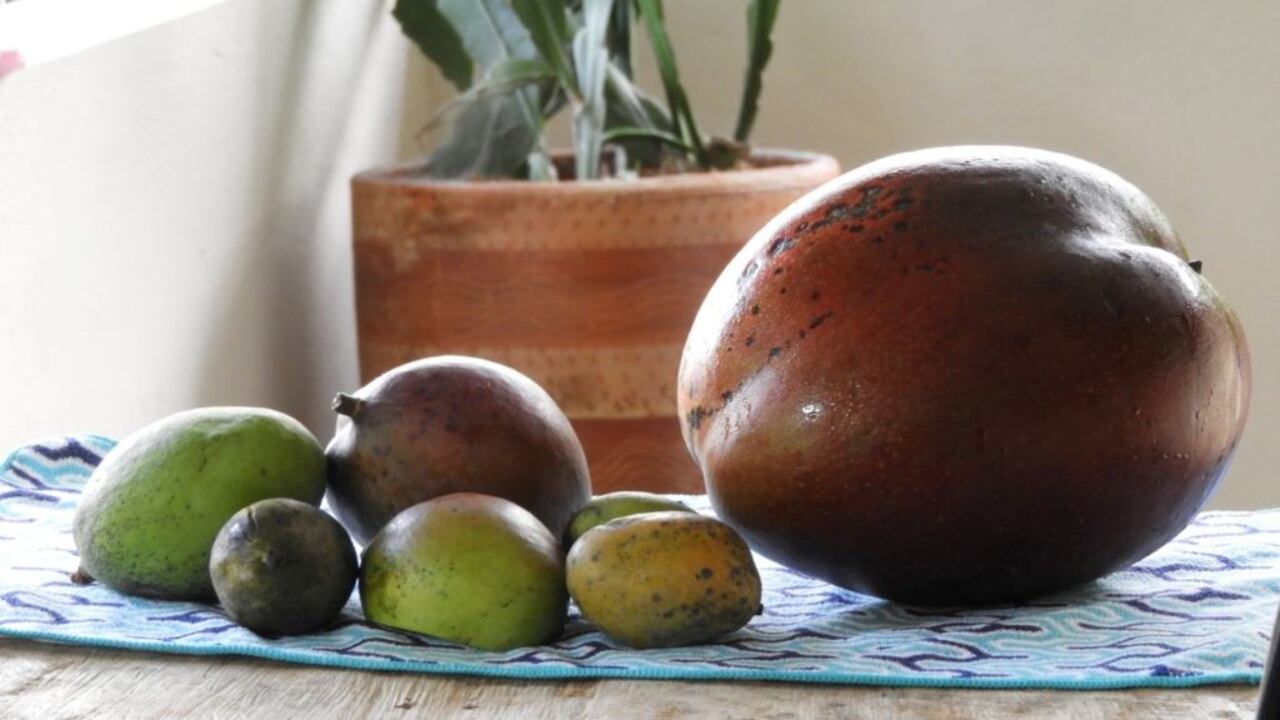 Beneficios de la hoja de mango.