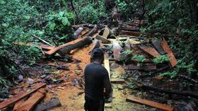 Detrás de la tala indiscriminada de árboles hay mafias y bandas criminales que, como los Urabeños, han encontrado en la madera una fuente fácil de financiación. Fotos: Pablo Andrés Monsalve - SEMANA.