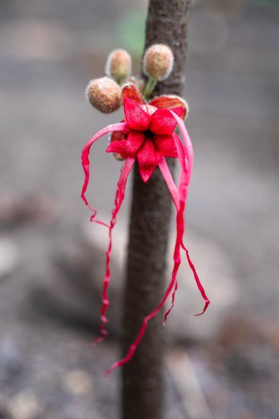 La herrania en el Tropicario en Bogotá.