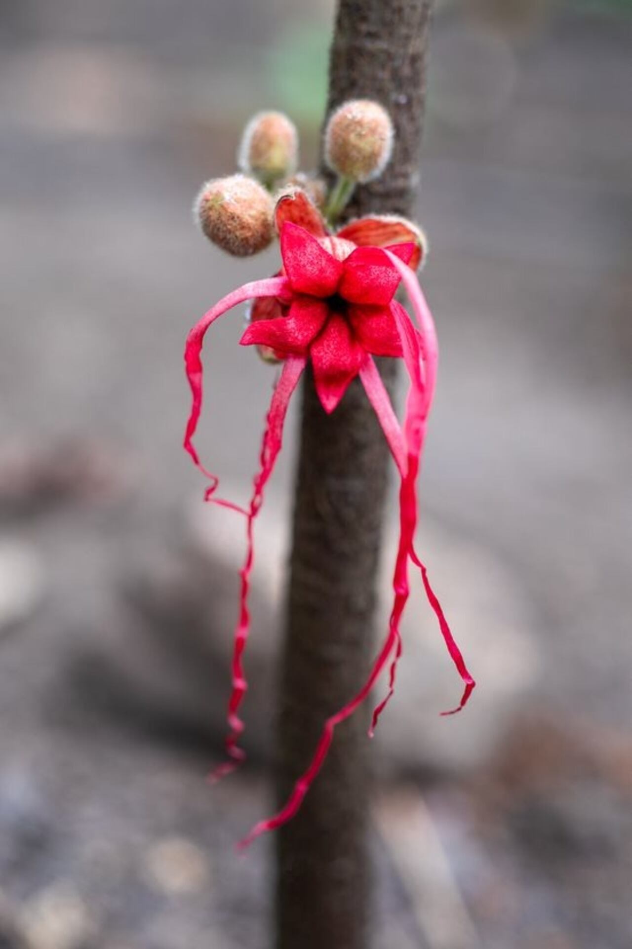 La herrania en el Tropicario en Bogotá.