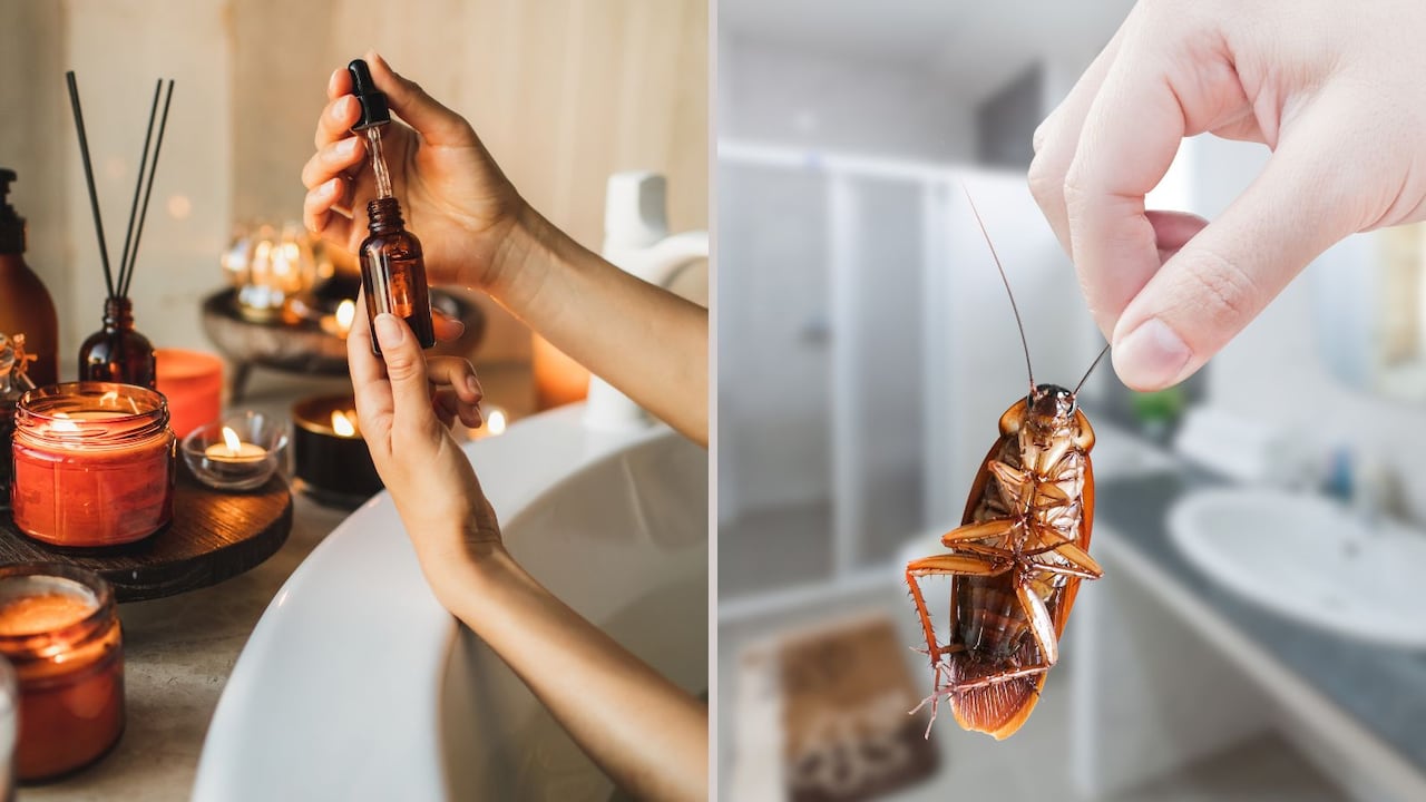 Aceites esenciales que sirven como repelentes contra cucarachas
