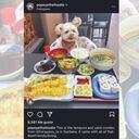 Popeye, la historia del perro foodie