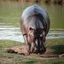 Gobierno declara a los Hipopótamos como especie invasora.