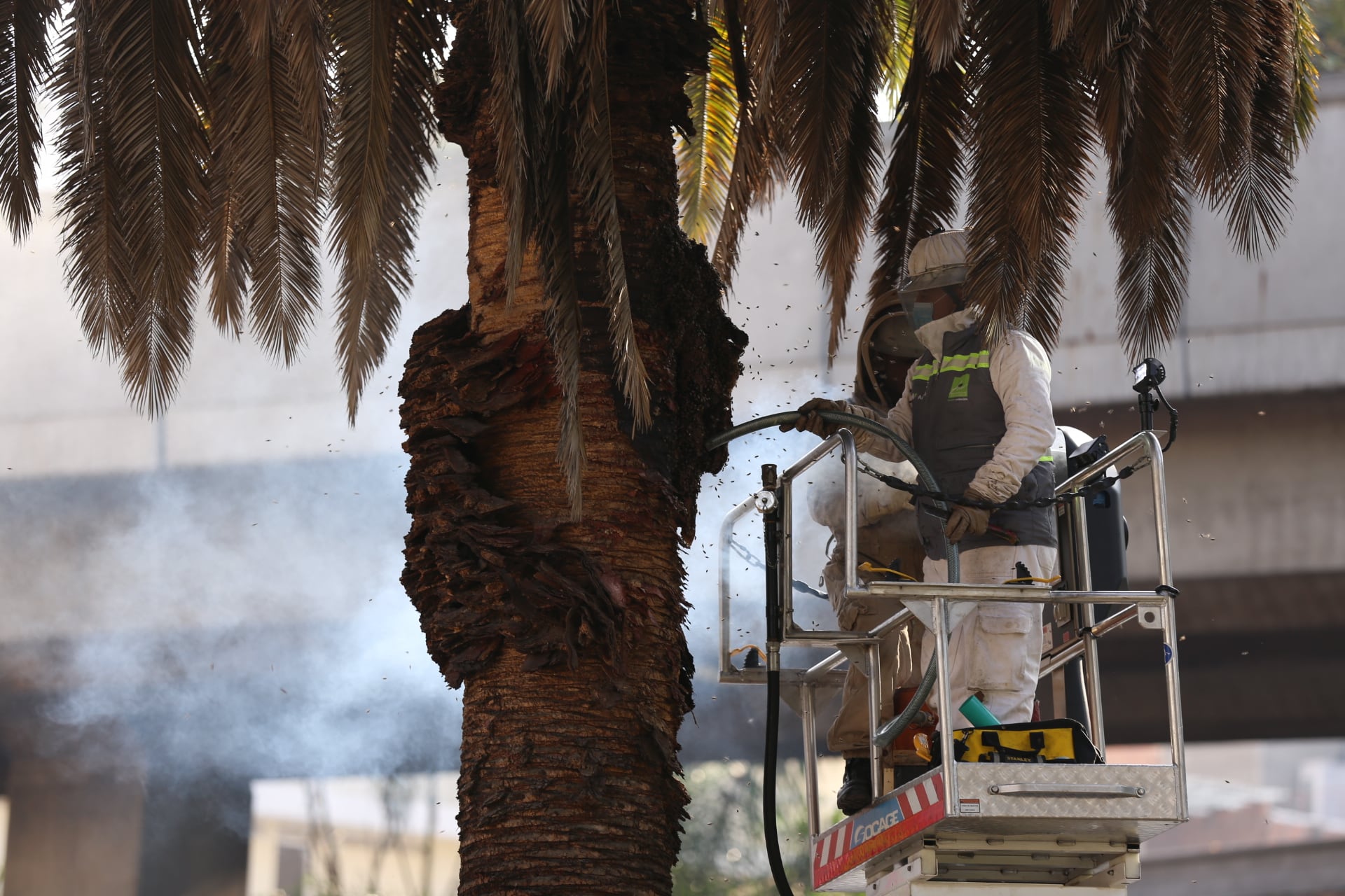 Atención de emergencias por abejas en Medellín.