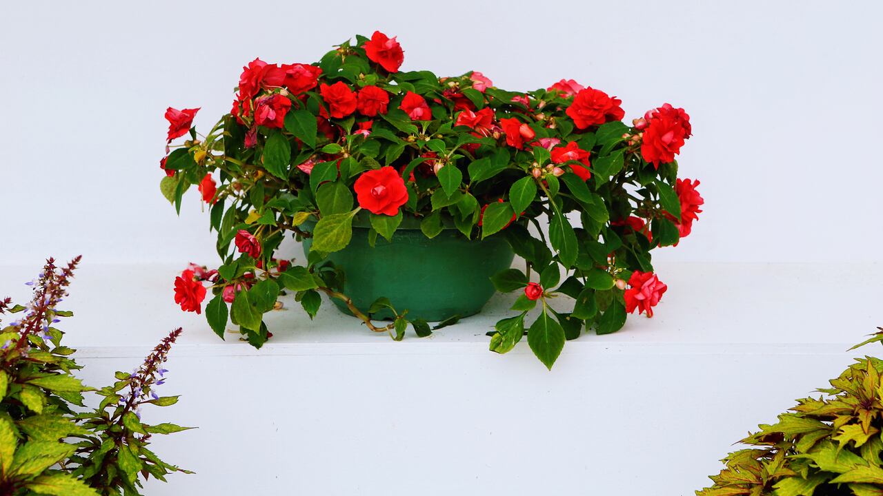 La planta Alegría de la casa es fácil de cuidar.